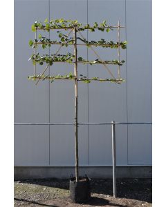 Tilia europaea 'Pallida' 12/14 C45 leivorm 200 cm stam
