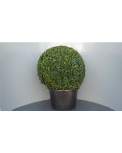 Buxus sempervirens C35 Ø 60 cm bolvorm