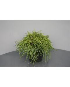 Chamaecyparis p. 'Filifera Nana' C2