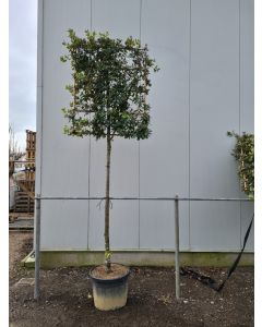 Quercus ilex 16/18 C110 leischerm 180 cm stam 2-jarig voorgeleid