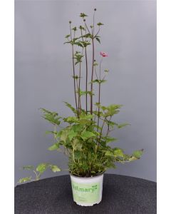 Anemone hup. 'Red Ridding Hood' Fantasy C3