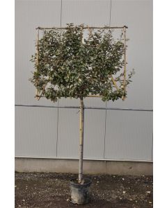 Elaeagnus ebb.'Compacta' C30 leischerm 150 cm stam