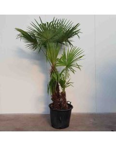 Chamaerops Excelsa C50 2 stammen 70 cm stam