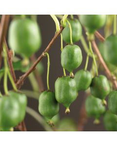 Actinidia arguta 'Issai' 175-200 cm C20