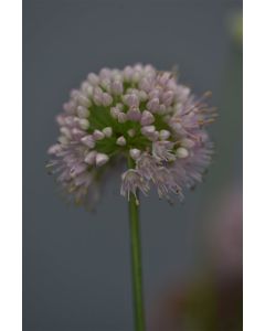 Allium 'Millenium' C3