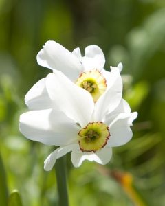 Narcissus recurvus 12/14 per 5