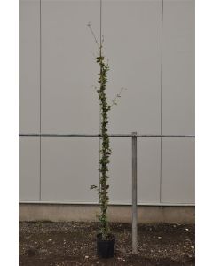 Trachelospermum jasminoides 200-250 cm C9