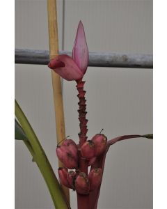 Musa basjoo 200-250 cm C20