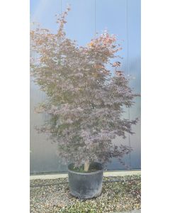 Acer pal. 'Bloodgood' 300-350 cm C290 Meerstam