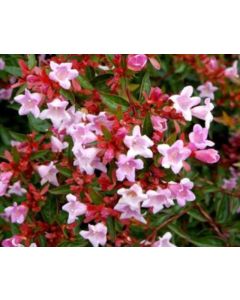 Abelia 'Edward Goucher' C3