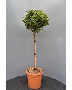 Viburnum tinus 'Spirit' C15 90 cm stam