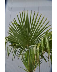Trachycarpus fortunei C 80 145 cm stam