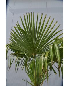 Trachycarpus fortunei 250-275 cm C230 2 stammen