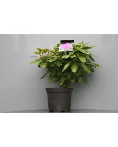 Rhododendron 'Catawb. Boursault' 30-40 cm C5