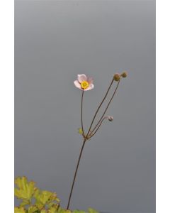 Anemone hup. 'September Charm' C2