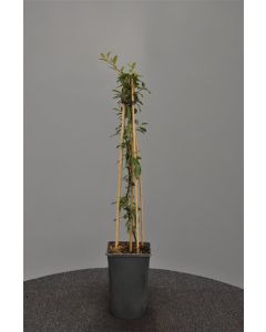 Pyracantha 'Orange Charmer' 75 cm C2
