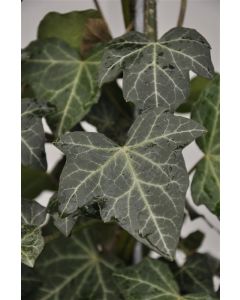 Hedera hel. 'Woerner' Haagelement b120 x h100 cm