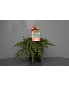 Juniperus comm. 'Green Carpet' C2