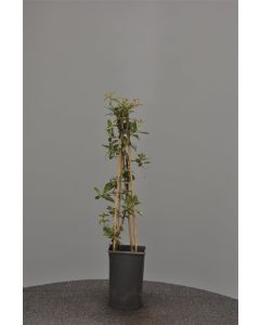 Pyracantha 'Golden Charmer' 75 cm C2