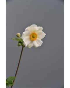 Anemone hyb. 'Honor. Jobert' P9 / 24 per kist