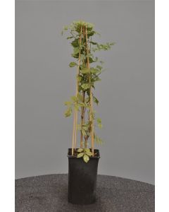 Campsis tagliab. 'Mme Galen' 75 cm C2