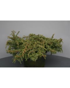 Juniperus comm. 'Green Carpet' 30-40 cm C5