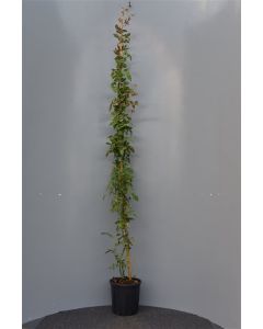 Rosa (K) 'Zéphirine Drouhin' 175-200 cm C5