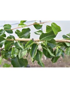 Pyrus calleryana 'Chanticleer' 12/14 C45 leischerm 150 cm stam