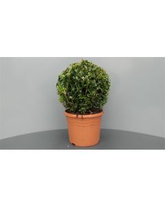 Buxus sempervirens C5 Ø 25 cm bolvorm