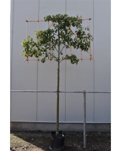 Pyrus calleryana 'Chanticleer' 14/16 C50 leischerm 200 cm stam