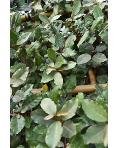 Elaeagnus ebb.'Compacta' C20 leischerm 80 cm stam