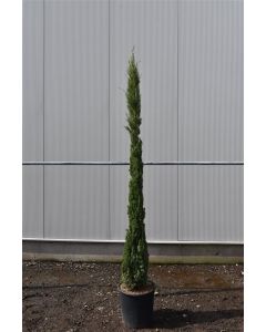 Cupressus sempervirens 200-250 cm C30