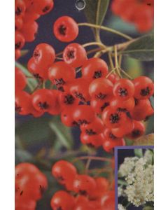 Pyracantha cocc. 'Red Column' 80-100 cm C2