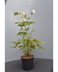 Anemone hyb. 'Honor. Jobert' C3
