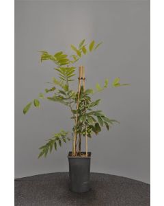 Wisteria flor. 'Rosea' 75 cm C2