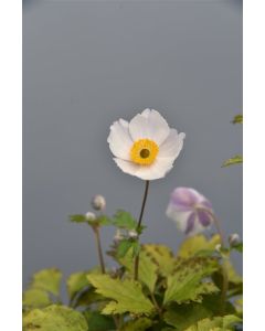 Anemone hupehensis C1.5