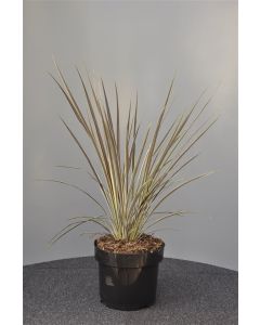 Cordyline bank.'Electric Flash' 30-40 cm C5