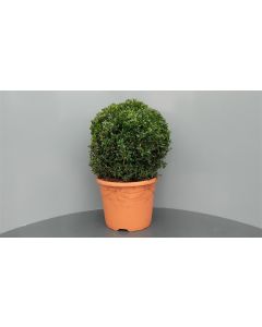 Buxus sempervirens C7.5 Ø 30/35 cm bolvorm