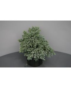 Juniperus squamata 'Blue Star' 20-25 cm C3
