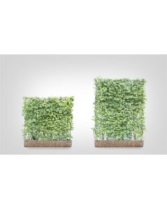 Carpinus betulus b120 cm x h155 cm haagelement