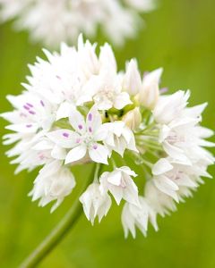 Allium 'Graceful Beauty' 6/+ per 100