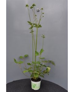 Anemone hyb. 'Andrea Atkinson' C3
