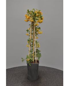 Pyracantha 'Soleil d'Or' 75 cm C2
