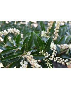 Prunus l. 'Angustifolia' 140-160 cm C100 Haagelement