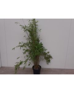 Fargesia 'Obelisk'® 125-150 cm C15