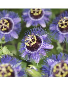 Passiflora 'Purple Rain' 75 cm C2