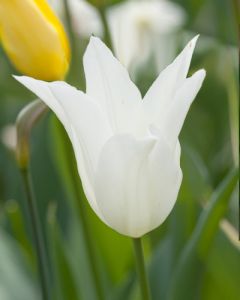 Tulipa White Triumphator 12/+ per 100