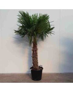 Chamaerops Excelsa C50 100 cm stam