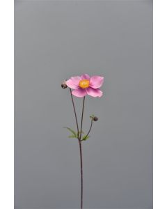 Anemone hyb. 'Königin Charlotte' P9 / 24 per kist
