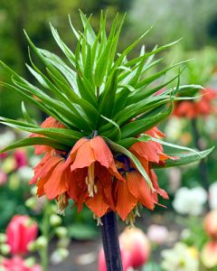 Fritillaria imp. 'Rubra Maxima' 24/+ per 10